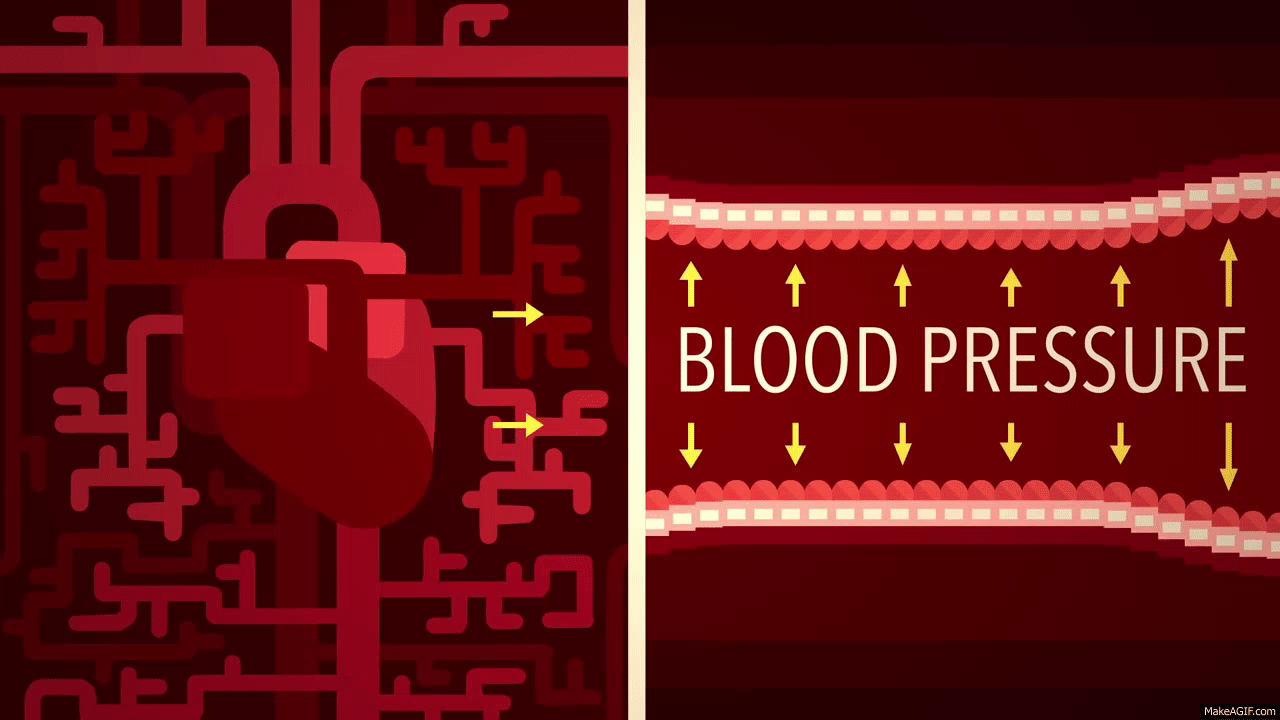 Animated illustration of blood flow through a vessel